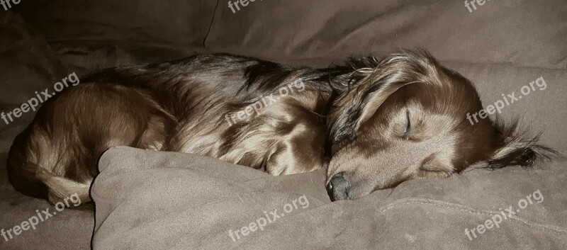 Portrait Dog Dachshund Long Hair Dachshund Dachshund Dog