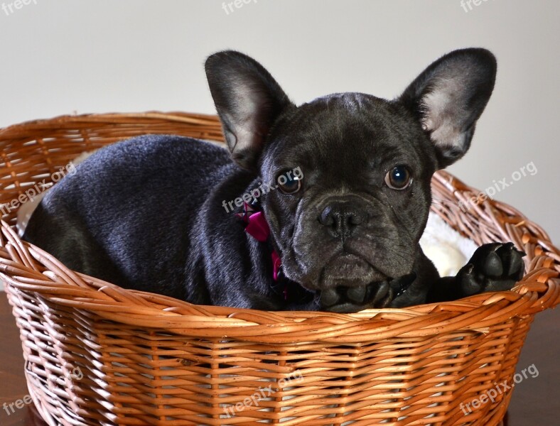 French Bulldog Dog Animal Puppy Free Photos