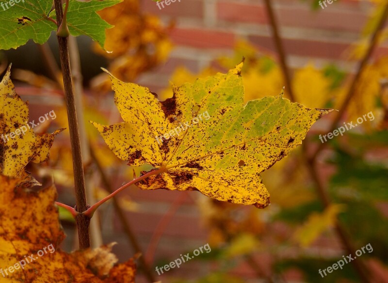 Leaf Autumn Nature Plant Orange