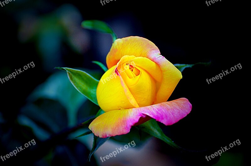 Flower Flora Nature Petal Rose