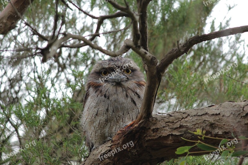 Tawny Frogmouth Australia Tree Nature Wildlife