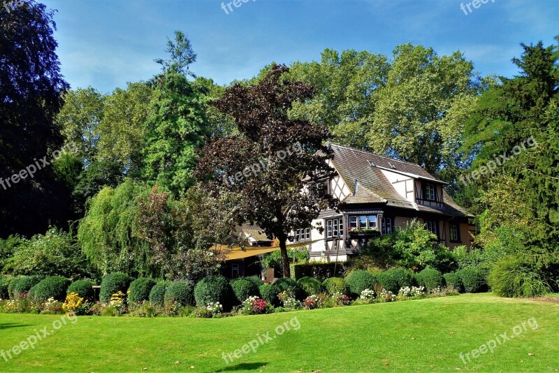 Strasbourg Tree House Lawn Turf