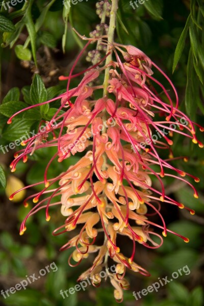 Grevillea Flower Australian Native Pink