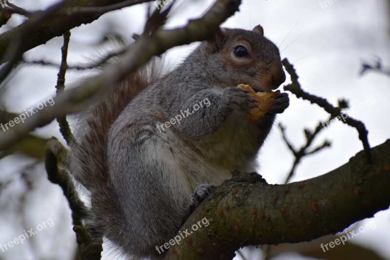 Grey Squirrel Tree Wildlife Mammal Nature