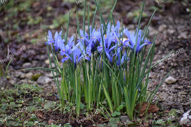 Iris Nature Flora Flower Season