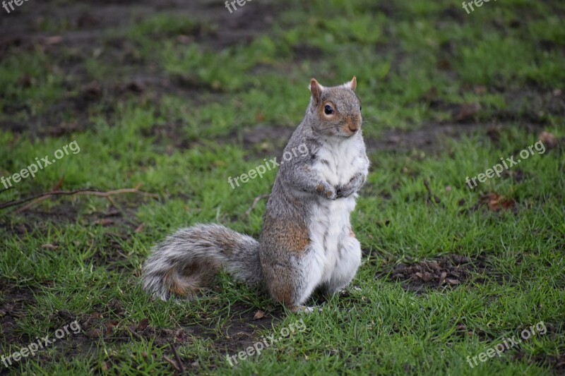 Grey Squirrel Wild Little Outdoors Free Photos