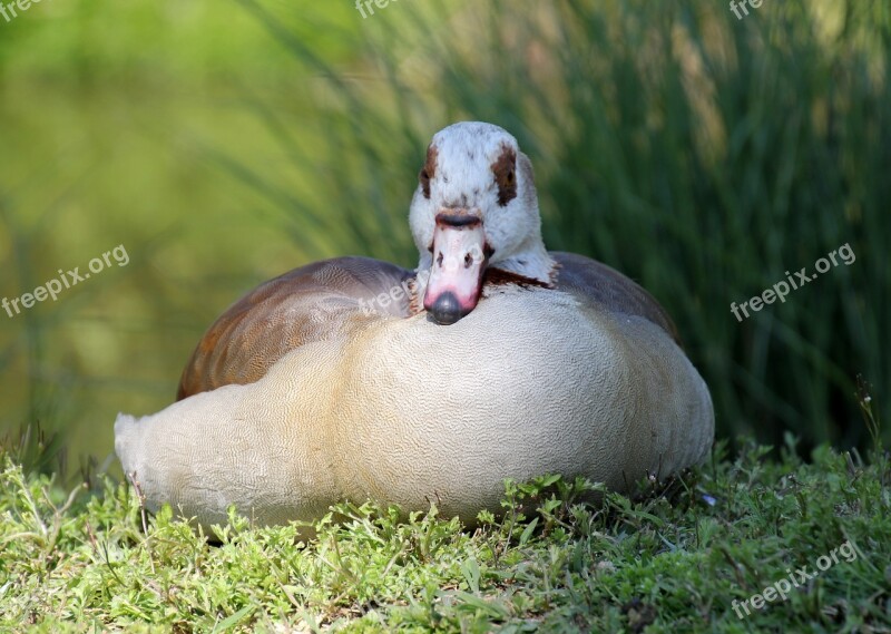 Nature Duck Beak Bird Birds