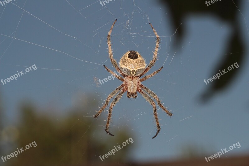 Spider A Spider-like Insect Spider Web Trap Phobia