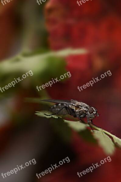 Insect Nature Outdoors Invertebrate Leaf