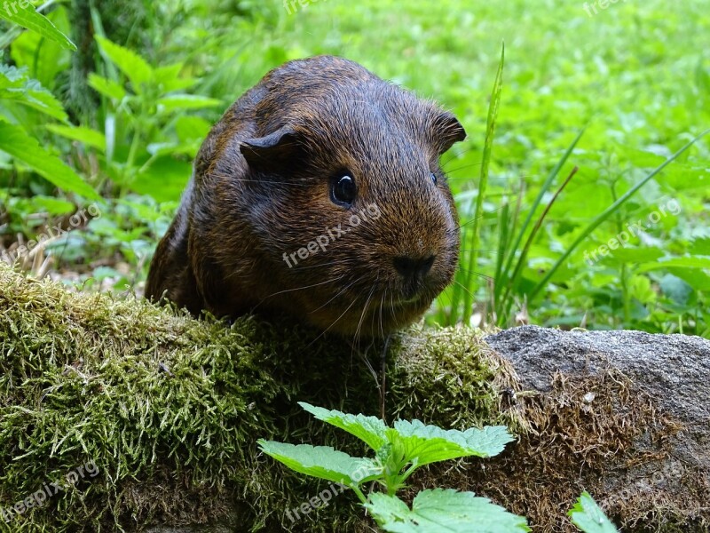 Guinea-pig Mammal Agouti Guinea Pigs Cute