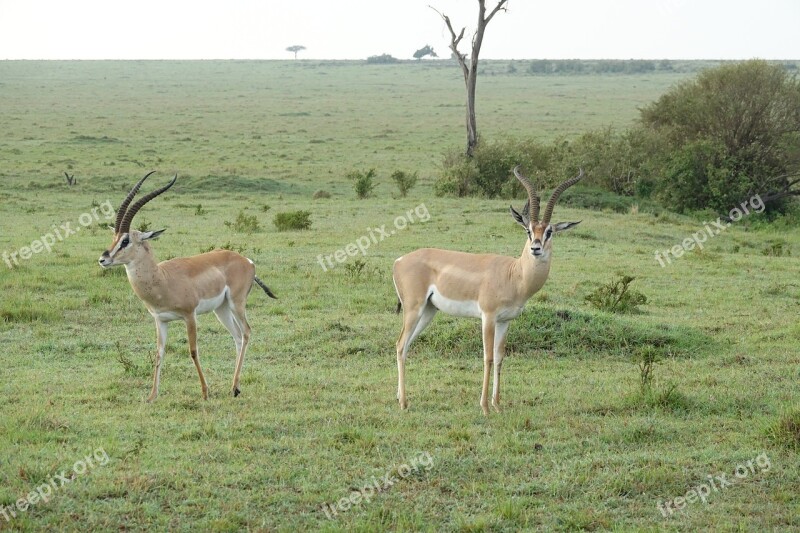 Antelope Wildlife Mammal Safari Animal