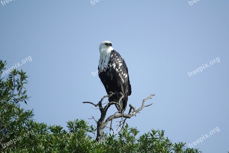 Bird Wildlife Nature Raptor Eagle