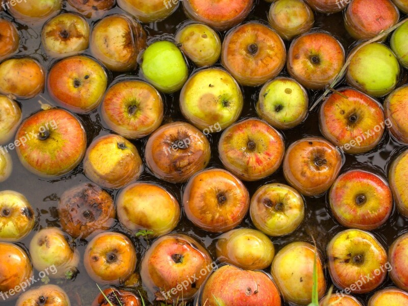 Fruit Apple Water Rot Free Photos