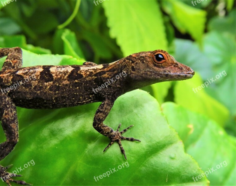 Lizard Reptiles Wild Animals Nature Animal