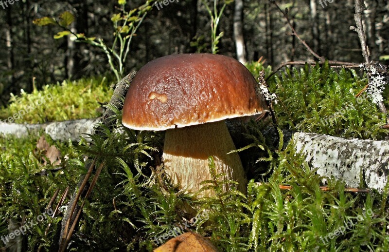 Mushrooms Mushroom Nature Boletus Mosses