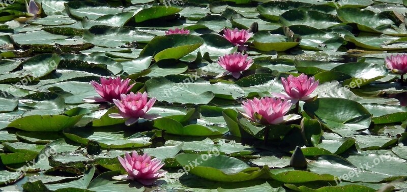 Flower Water Lilies Pink Plant Leaf