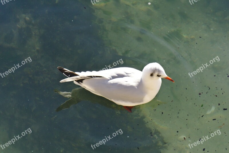 Bird Nature Body Of Water Fauna Outdoor