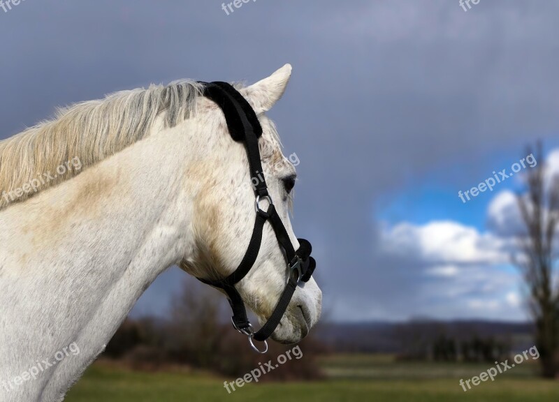 Pure Arab Blood White Cloud Threatening Portrait