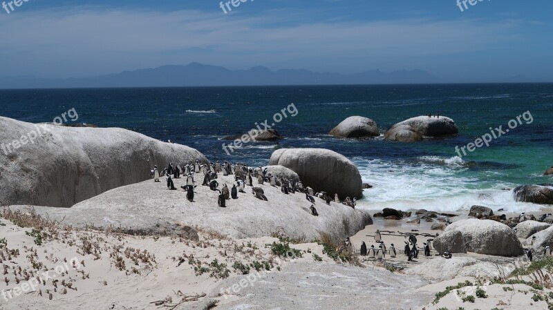 Boulders Beach Cape Town Africa Penguin Cold