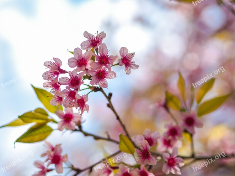 Sakura Giant Tiger Muangthai Cherry Nature Flowers