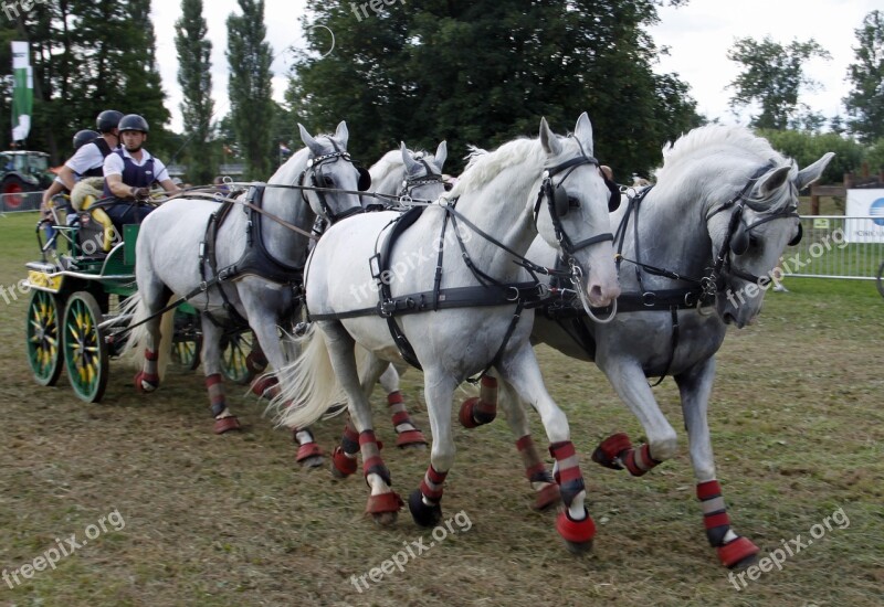 Cavalry Horse Tableware Mammal Reiter