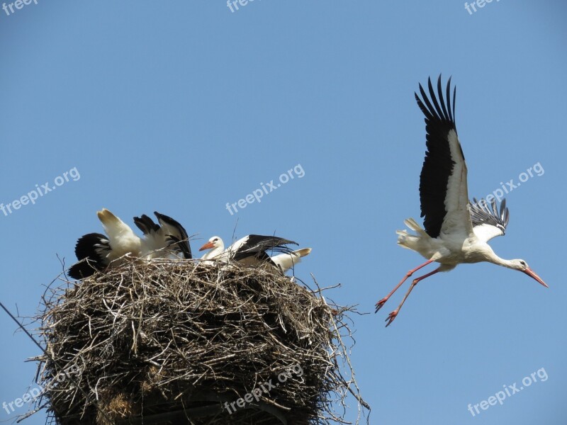 White Stork Nest Parents Storchennest Nestlings