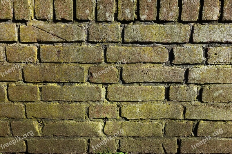 Brick Wall Mold Moldy Brick Wall Green Brick Brickwork