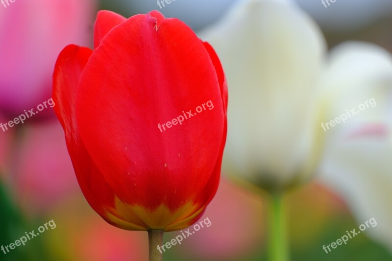 Tulip Natural Flowers Any Person Not Plant