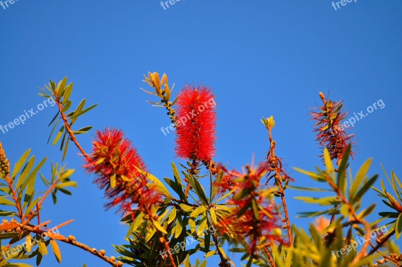 Nature Bottle Brush Portugal Tree Plant