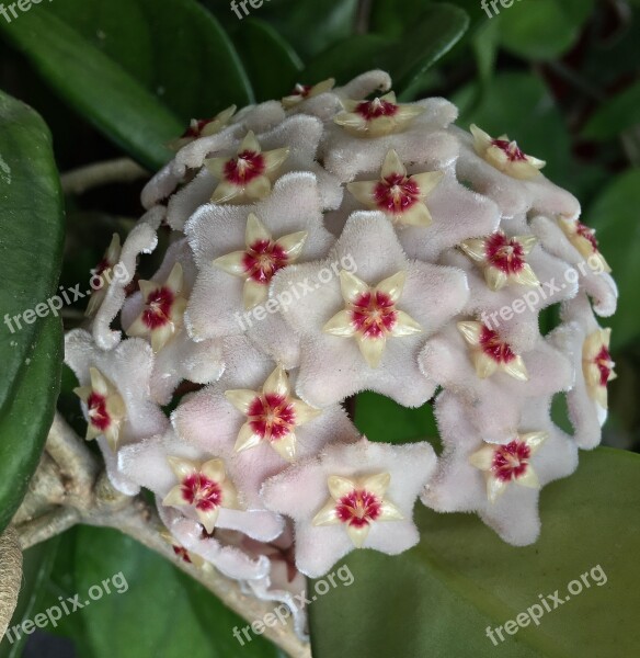 Flower Mother-of-pearl White Flower Flower White Flowers White