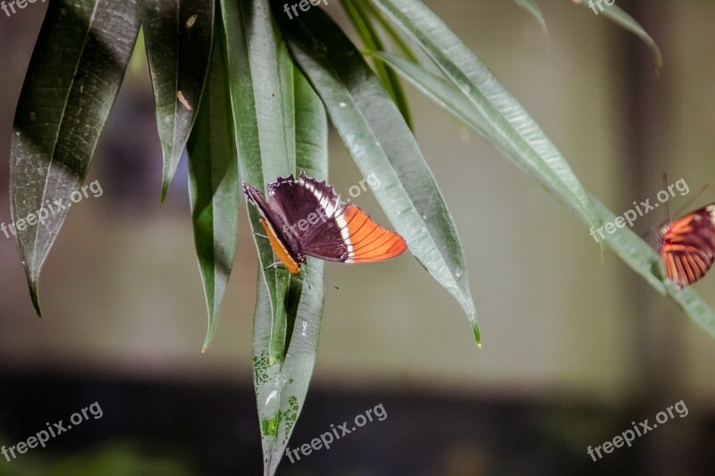 Insect Invertebrate Leaf Outdoors Nature