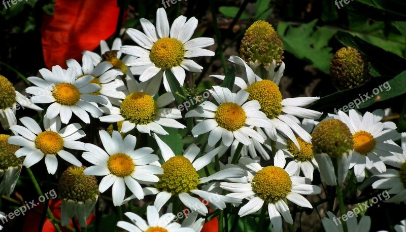 Flowers Wildflowers Nature Plant Summer Meadow