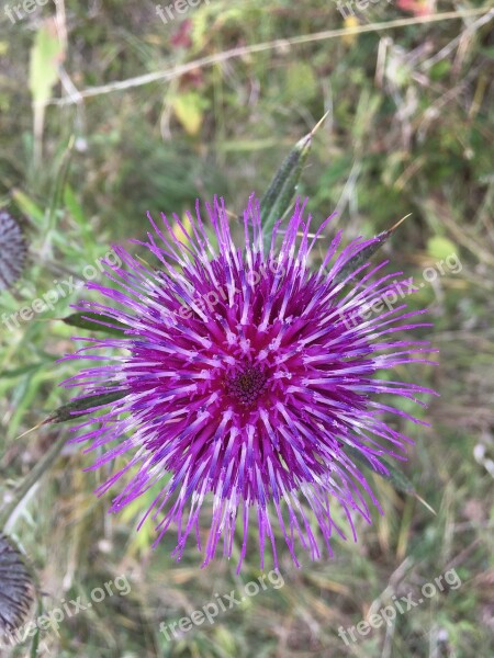 Nature Plant Flower Spiked Thistle