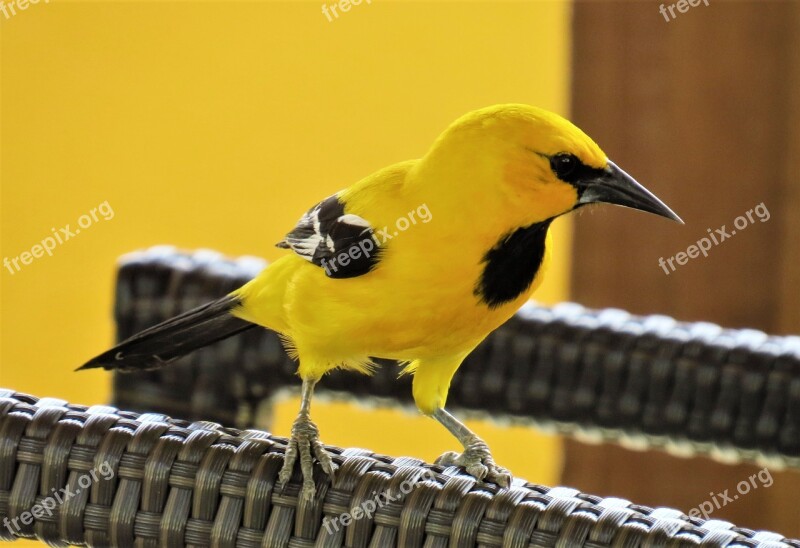 Bird Yellow The Birds Wild Animals Cam