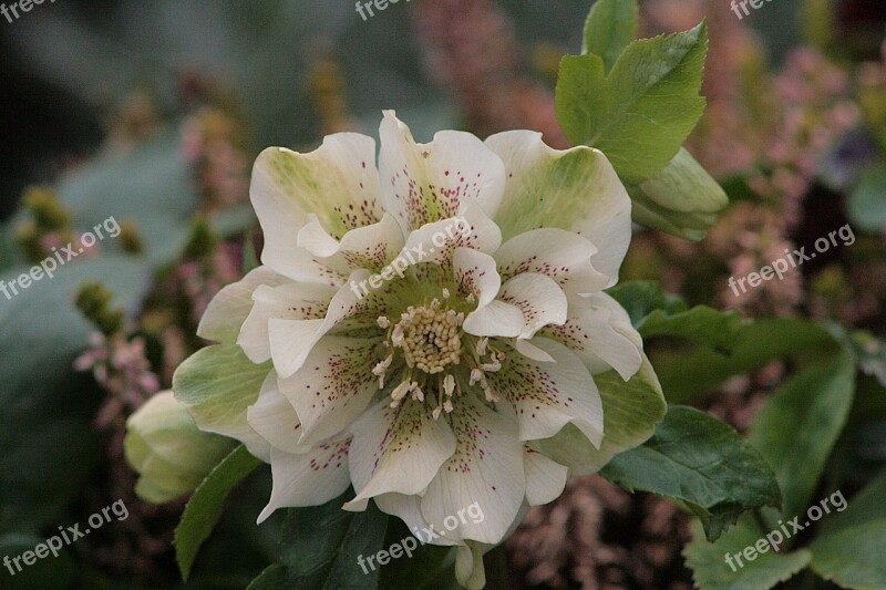 Flower Nature Plant Garden Christmas Rose