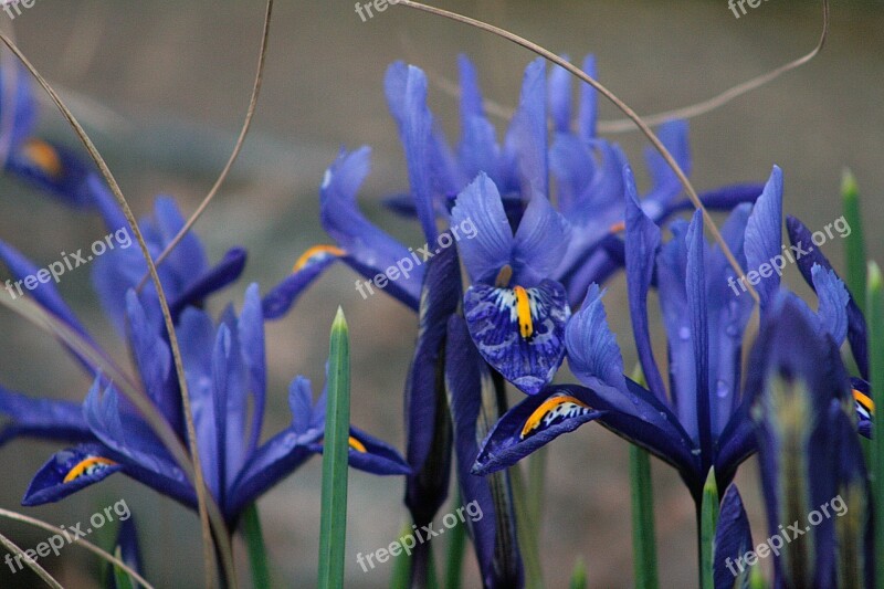 Nature Plant Flower Iris Spring