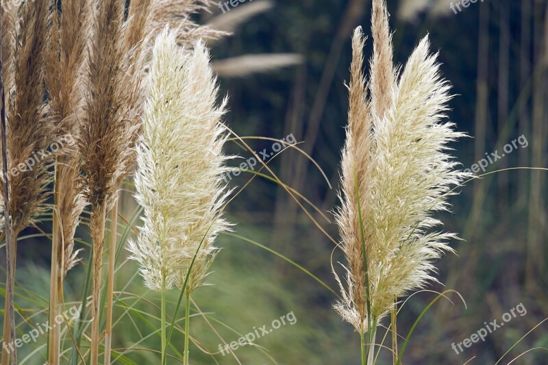 Nature Summer Lawn Reed Field