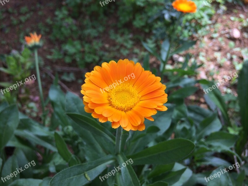 Plant Nature Flower Garden Summer