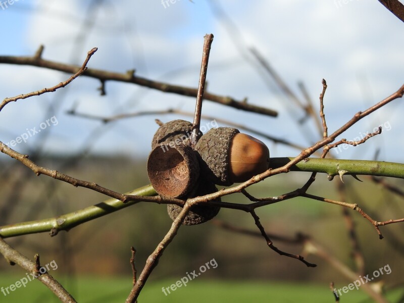 Tree Nature Outdoor Close Up Acorn