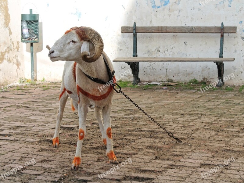 Bock Mutton Sheep Horns Alger