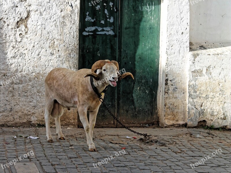 Bock Mutton Sheep Horns Alger