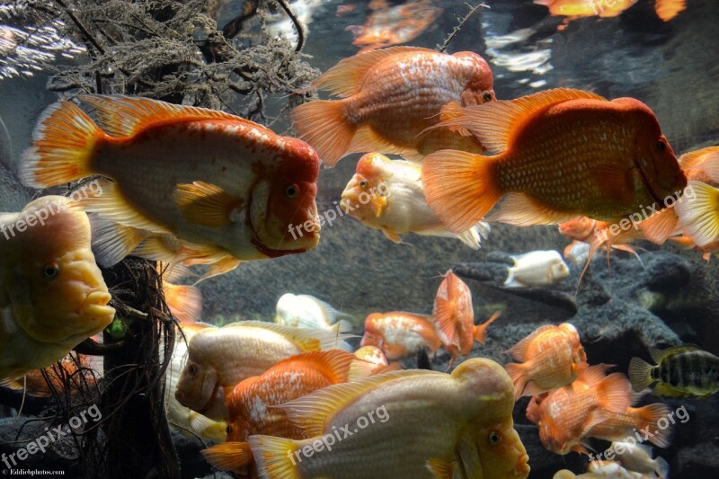 Fish Underwater Nature Ocean Color