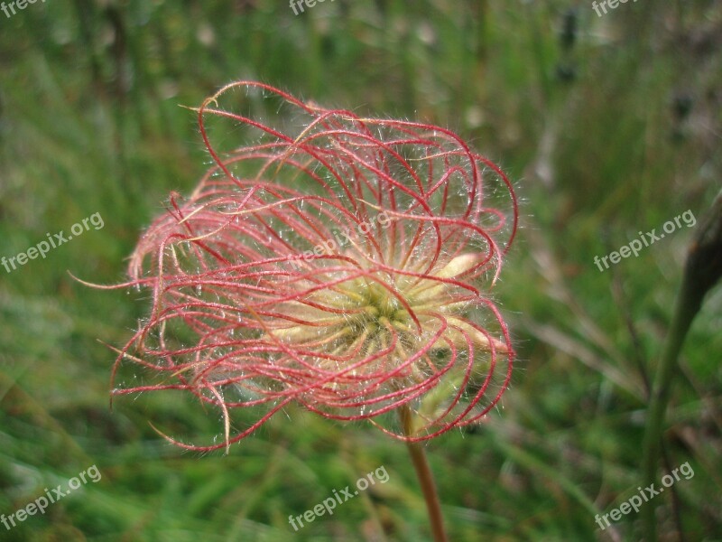 Pasque Flower Alm Alphabet Alpine Summer