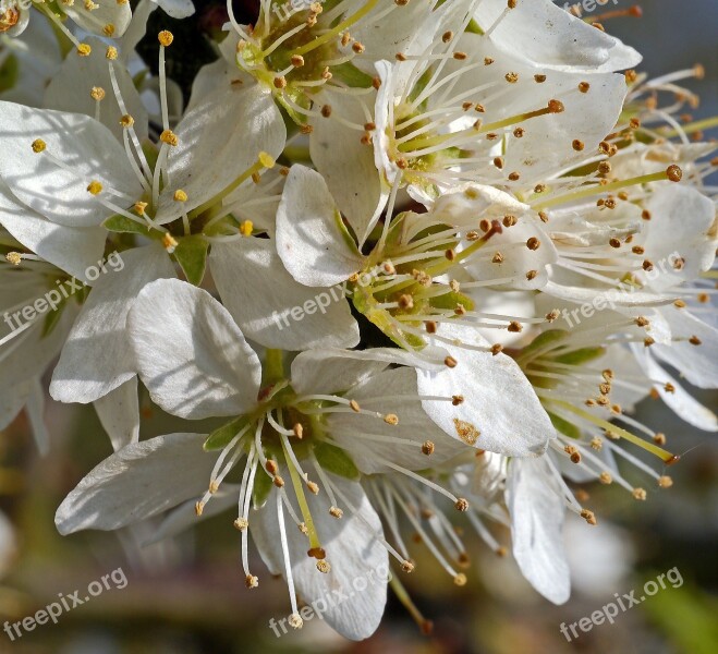 Blackthorn Flowers Macro Lush Petals Stamens