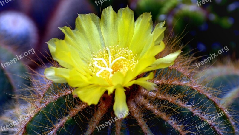 Cactus Cacti Flower Yellow Blooming