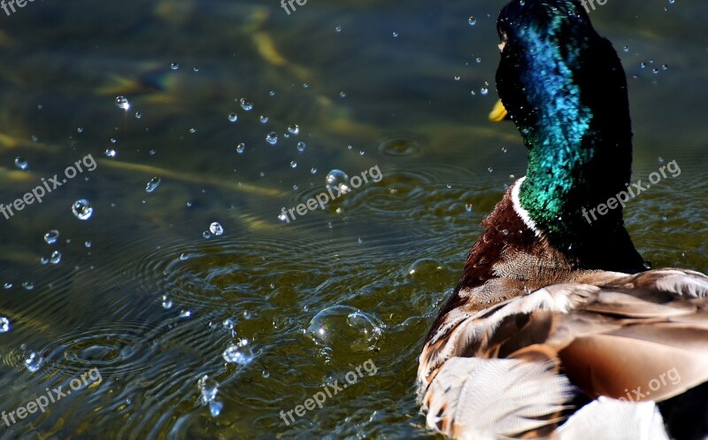 Duck Mallard Drake Colorful Water Bird