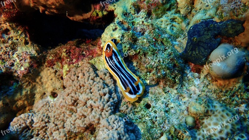 Underwater Ocean Coral Slug Reef