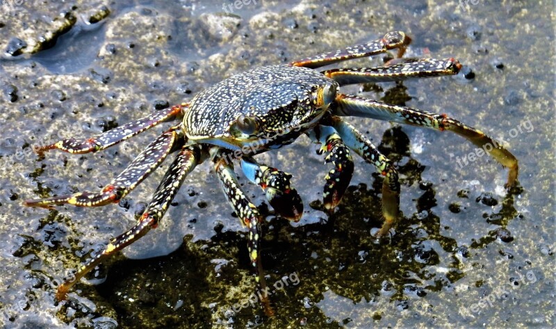 Crab Shellfish Animal Scissors Nature