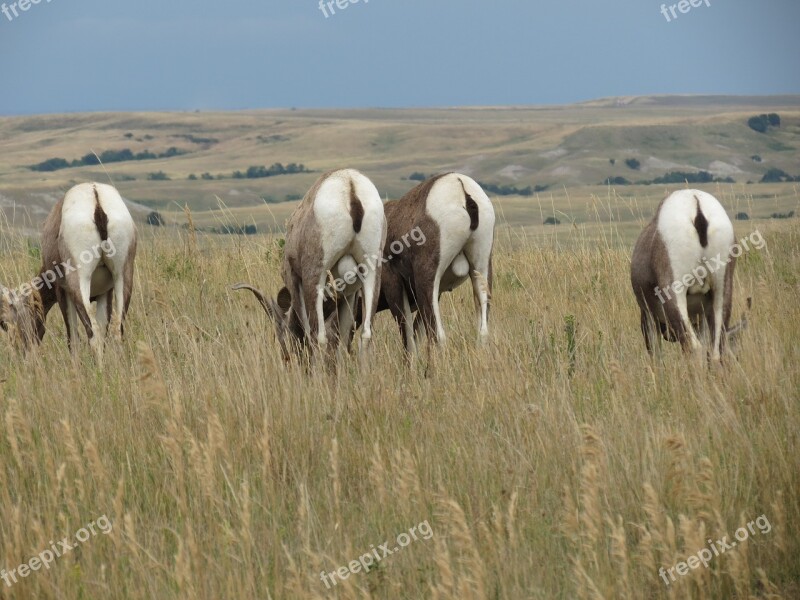 Mountain Sheep Meadow Grass Usa Prairie