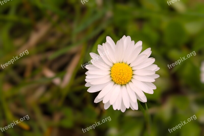 Nature Plant Flower Summer Geese Flower